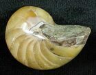 Inch Nautilus fossil from Madagascar #3693-1